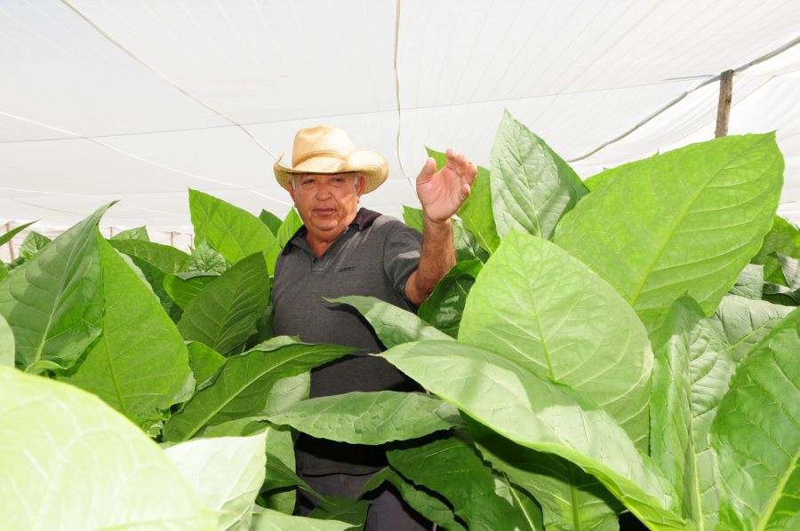 Campesinos espirituanos, una familia indestructible que no entiende de horarios (+ fotos)