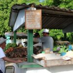 Producción de alimentos en Cabaiguán entre discretos avances y reiterados retrocesos