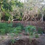 Finca La Mulata demuestra que otra agricultura es posible