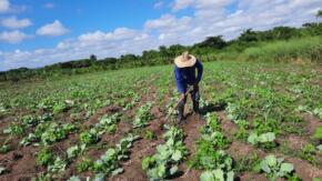 Ciencia: aliada de la producción en la finca La Victoria