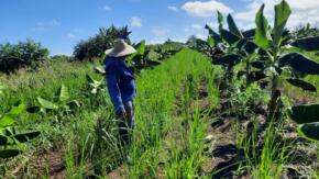 Conformado en Taguasco programa de contratación de alimentos para el 2026