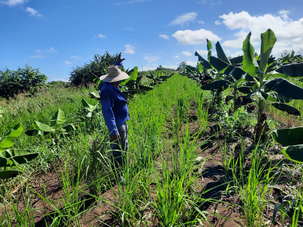 Conformado en Taguasco programa de contratación de alimentos para el 2026