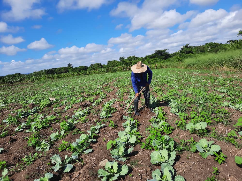Ciencia: aliada de la producción en la finca La Victoria