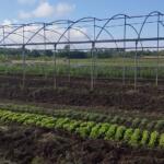 Renace Finca de Semillas de la Empresa Agroindustrial de Fomento