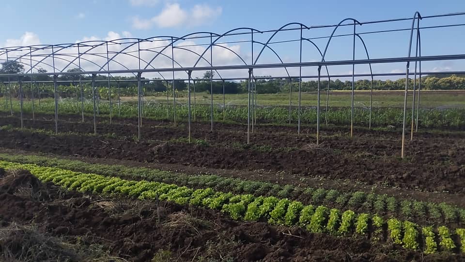 Renace Finca de Semillas de la Empresa Agroindustrial de Fomento