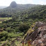 Flora y Fauna, vanguardia de 30 años
