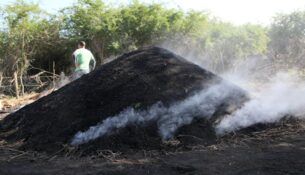 La producción de carbón vegetal, rublo exportable de la Empresa. Foto: Oscar Alfonso Sosa.