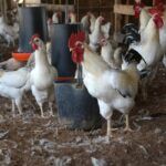 Gallinas semirústicas, una senda del desarrollo en Fomento