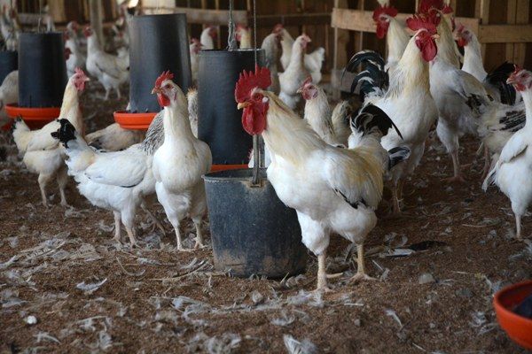 Gallinas semirústicas, una senda del desarrollo en Fomento