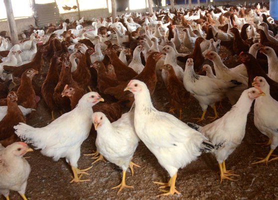  Los animales son genéticamente muy resistentes y productores. Foto: Oscar Alfonso Sosa.