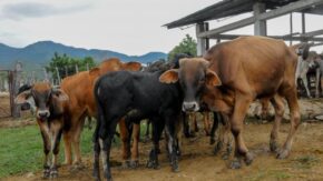 Taguasco despide primer semestre del año con incumplimientos en acopio de leche a la industria