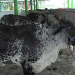 Pecuaria Venegas a la vanguardia en mejoramiento de la masa mediante trasplante de embriones