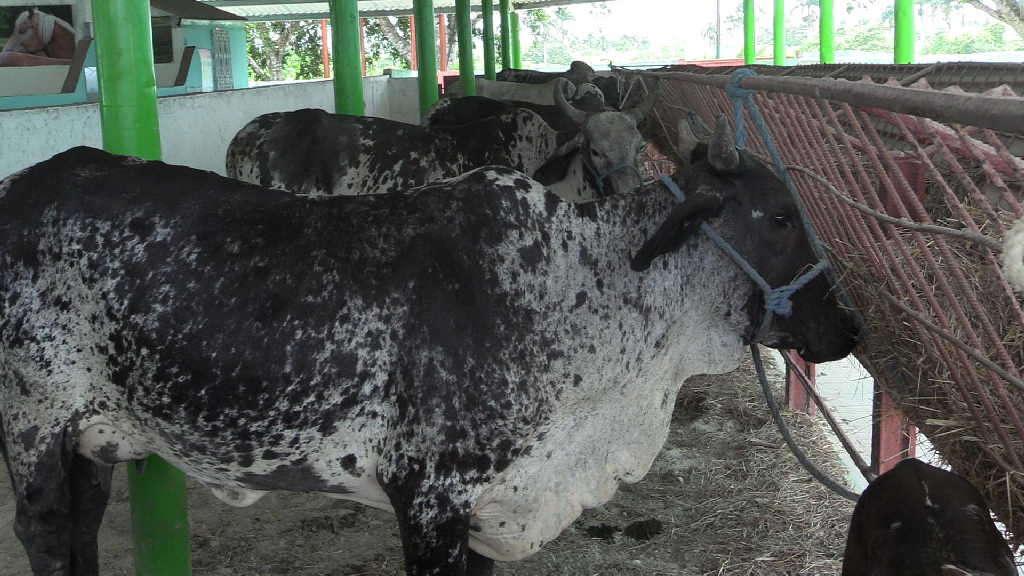 Pecuaria Venegas a la vanguardia en mejoramiento de la masa mediante trasplante de embriones