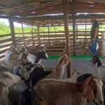 Beneficiará a Sancti Spíritus iniciativa de la FAO para fomento ganadero