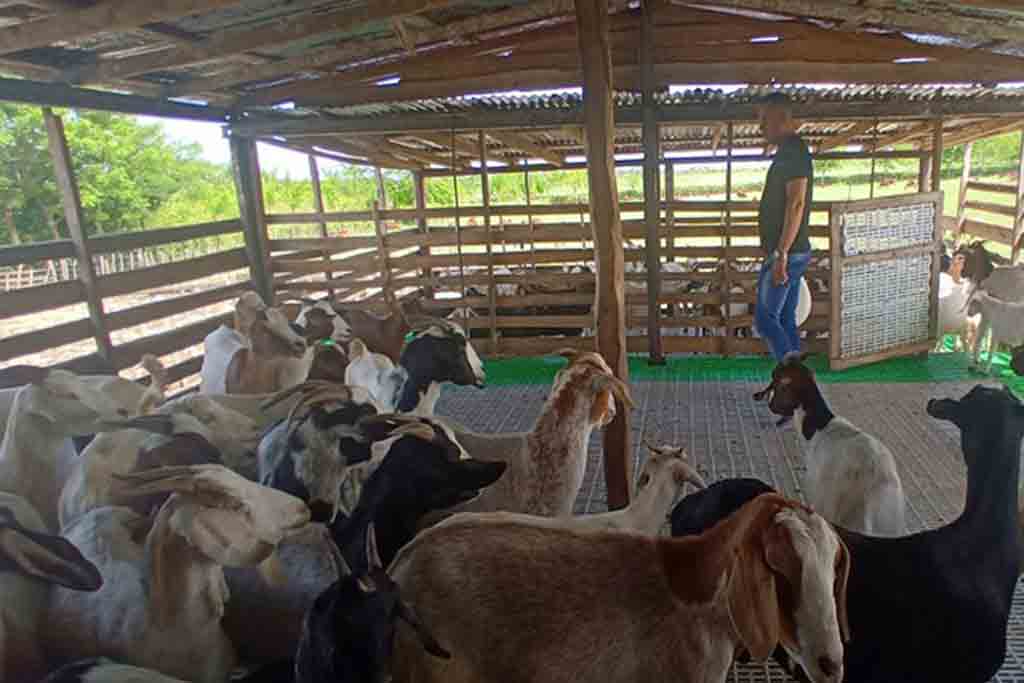 Beneficiará a Sancti Spíritus iniciativa de la FAO para fomento ganadero