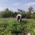 Finca La Victoria, modelo de agricultura sostenible
