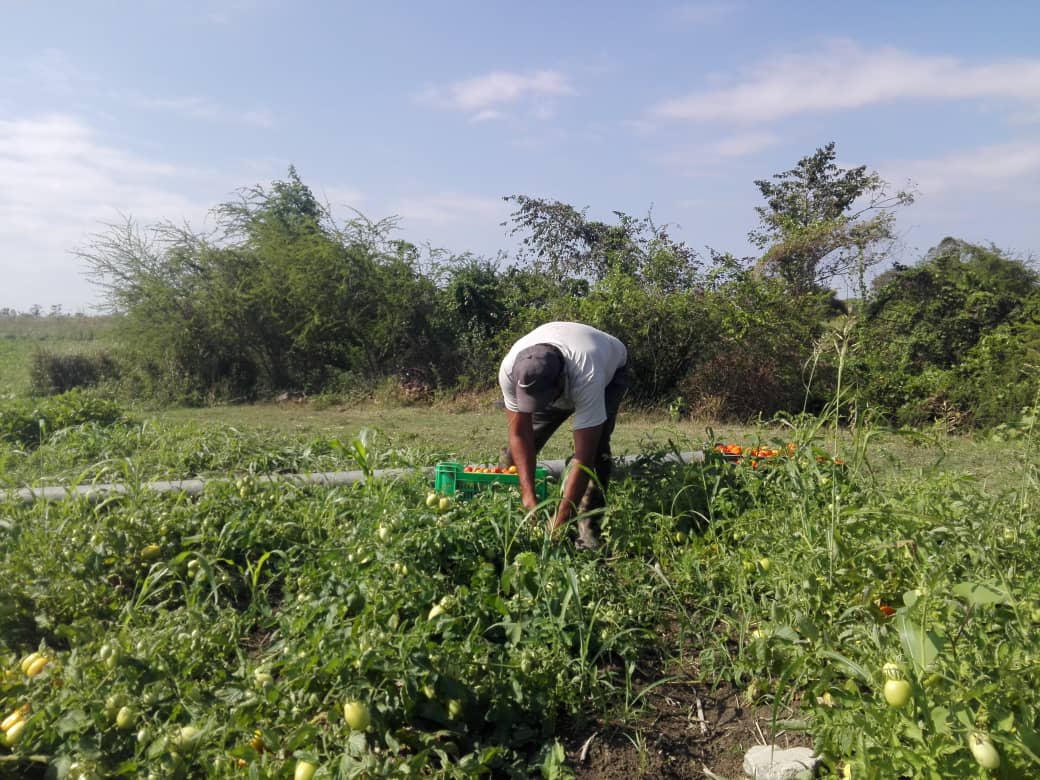 Finca La Victoria, modelo de agricultura sostenible