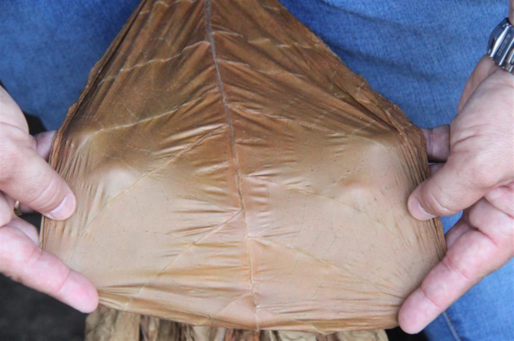 Vegueros espirituanos consolidan programa de producción de capas de tabaco