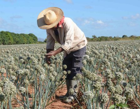 En el desarrollo agropecuario, los hombres y mujeres de ciencia espirituanos tiene protagonismo. Foto: Oscar Alfonso Sosa.