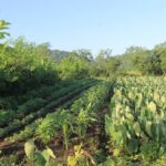 La finca de Casimiro: sistema productivo diverso y gastronomía reconocida