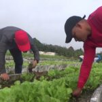 Trabajo voluntario juvenil en Sancti Spíritus dedicado a las mujeres cubanas