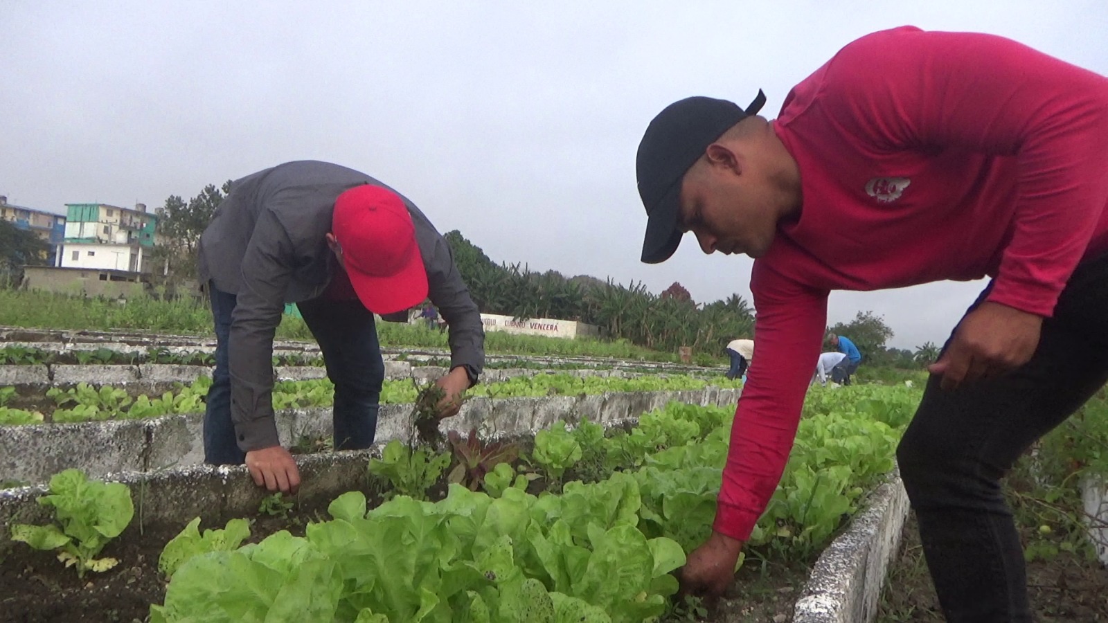 Trabajo voluntario juvenil en Sancti Spíritus dedicado a las mujeres cubanas