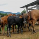 Ganadería taguasquense precisa revertir su deterioro