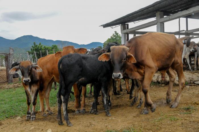 Ganadería taguasquense precisa revertir su deterioro