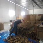 Empresa de tabaco diversifica sus exportaciones desde Sancti Spíritus