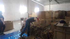 Empresa de tabaco diversifica sus exportaciones desde Sancti Spíritus
