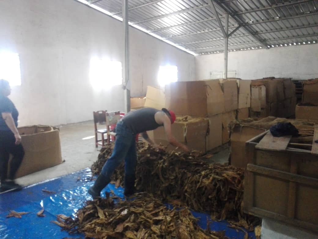 Empresa de tabaco diversifica sus exportaciones desde Sancti Spíritus