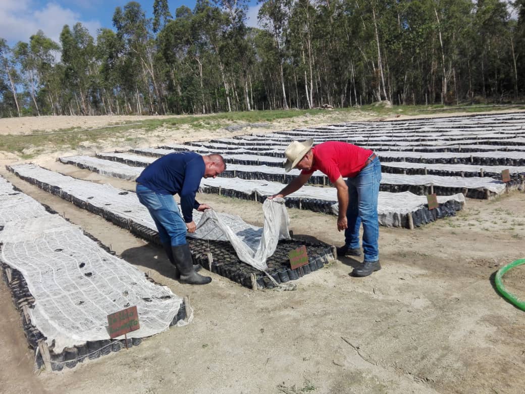 En Tres Guanos diversifican producciones