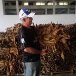 Tabaco Sol en Palo gana espacio en Taguasco