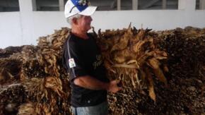 Tabaco Sol en Palo gana espacio en Taguasco