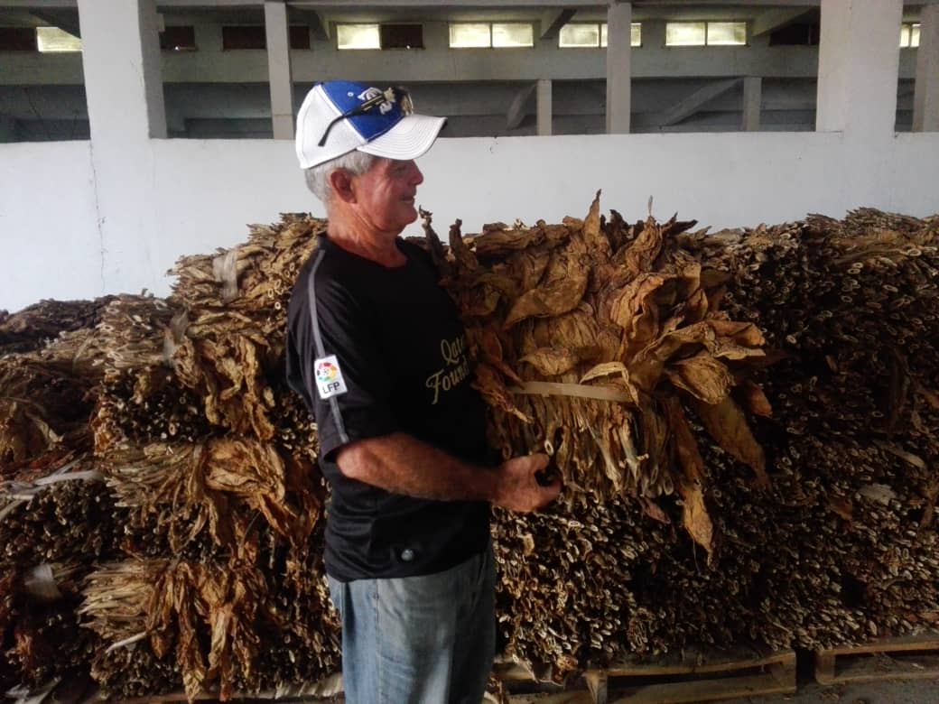 Tabaco Sol en Palo gana espacio en Taguasco