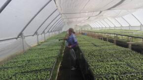 Aplican avanzadas tecnologias en vegas espitituanas