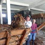 Inician acopio temprano de tabaco en Taguasco