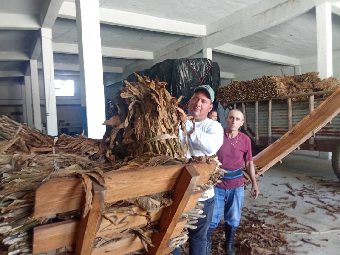 Inician acopio temprano de tabaco en Taguasco