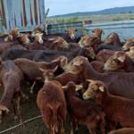 El patio de Jorge Félix Marrero