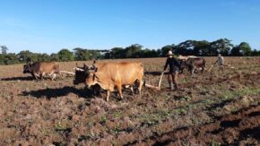 Logran agricultores de Taguasco avances en la siembra de alimentos en la campaña invernal