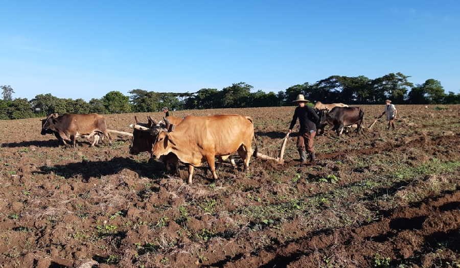Logran agricultores de Taguasco avances en la siembra de alimentos en la campaña invernal