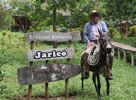 Jarico, un regalo de la naturaleza