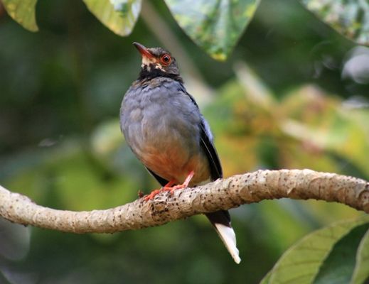 Zorzal patirrojo, una de las aves que pueden avistarse en Jarico. Foto: Oscar Alfonso Sosa.
