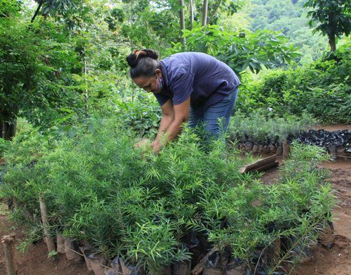 La conservación de los bosques y el rescate de especies de la flora amenazadas son prioridades en Jarico. Foto:  Oscar Alfonso Sosa.