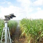 Azucareros de Jatibonico pasan revista a su desempeño