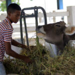 ¿Me voy pa’l pueblo? El dilema de los jóvenes campesinos en Cuba