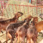 Agricultores sierpenses intensifican acciones en sus módulos pecuarios