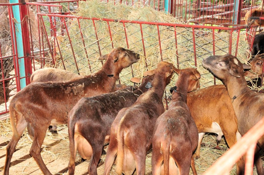 Agricultores sierpenses intensifican acciones en sus módulos pecuarios
