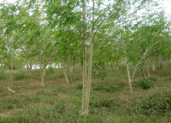 La moringa también forma parte de las plantaciones de la finca. Foto: Oscar Alfonso Sosa.
