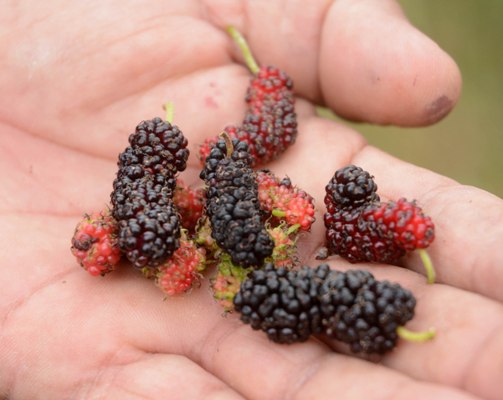 Frutos de la morera, presente también en La Virtuosa. Foto: Oscar Alfonso Sosa.